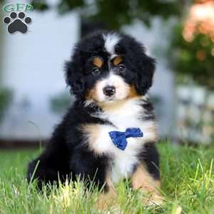 Rusty, Mini Bernedoodle Puppy